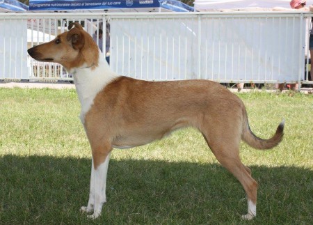 C.I.B.,CH IT , J. CH I, Mighty´s Spring Meadow Nia Neala